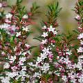 Eriostemon, philotheca - Kwiaty woskowe