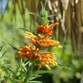 Żeleżniaki - Phlomis