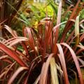 Tęgosze - Phormium