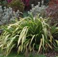 Tęgosze pstrolistne - Phormium