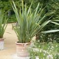 Tęgosze do doniczek - Phormium