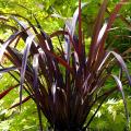 Tęgosze purpurowe - Phormium