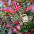 Głogowniki - Photinia