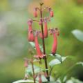 Fygeliusy - Phygelius
