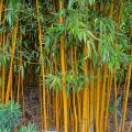 Fylostachysy - Phyllostachys
