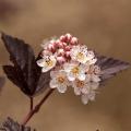 Pęcherznice - Physocarpus