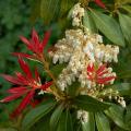 Pierisy - Pieris
