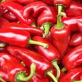 Papryki chili bio
