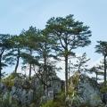 Sosny czarne - Pinus nigra