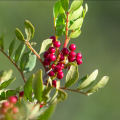 Pistacjowce