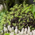 Pospornice - Pittosporum