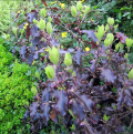 Pospornice botaniczne