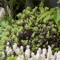 Pospornice drobnolistne - Pittosporum tenuifolium