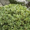 Pospornice japońskie - Pittosporum tobira