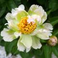 Piwonie - Paeonia