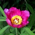 Piwonie botaniczne