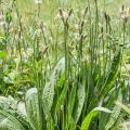Babki - Plantago