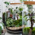 Rośliny do terrarium