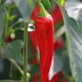 Rozsada papryki i chili