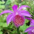 Pleiony - Pleione
