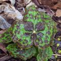 Stopowce - Podophyllum