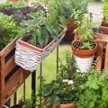 Warzywa na taras i balkon