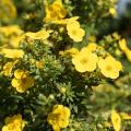 Pięciorniki - Potentilla