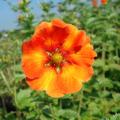 Pięciorniki wieloletnie - Potentilla