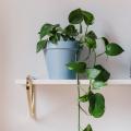 Epipremnum - Epipremnum