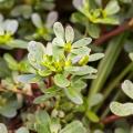 Portulaki