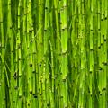 Skrzypy - Equisetum
