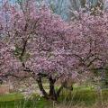 Wiśnie wczesne - Prunus incisa