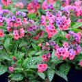 Miodunki - Pulmonaria