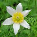 Sasanki - Pulsatilla