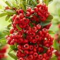 Ogniki - Pyracantha