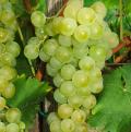 Winogrona szczepu muscat
