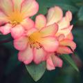 Rododendrony tropikalne Vireya