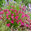 Rodohypoksisy - Rhodohypoxis