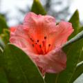 Rododendrony i azalie od A do Z