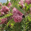 Robinie - Robinia