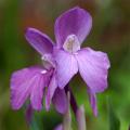 Roskee - Roscoea