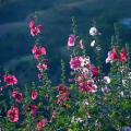 Malwy - Alcea