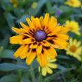 Rudbekie - Rudbeckia