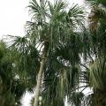 Palmy sabalowe - Sabal