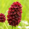 Krwiściągi - Sanguisorba