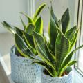 Sansewierie - Sansevieria