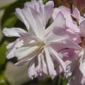 Mydlnice -saponaria