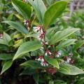 Sarkokokki - Sarcococca