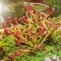Kapturnice - Sarracenia
