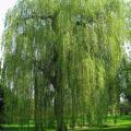 Wierzby - Salix